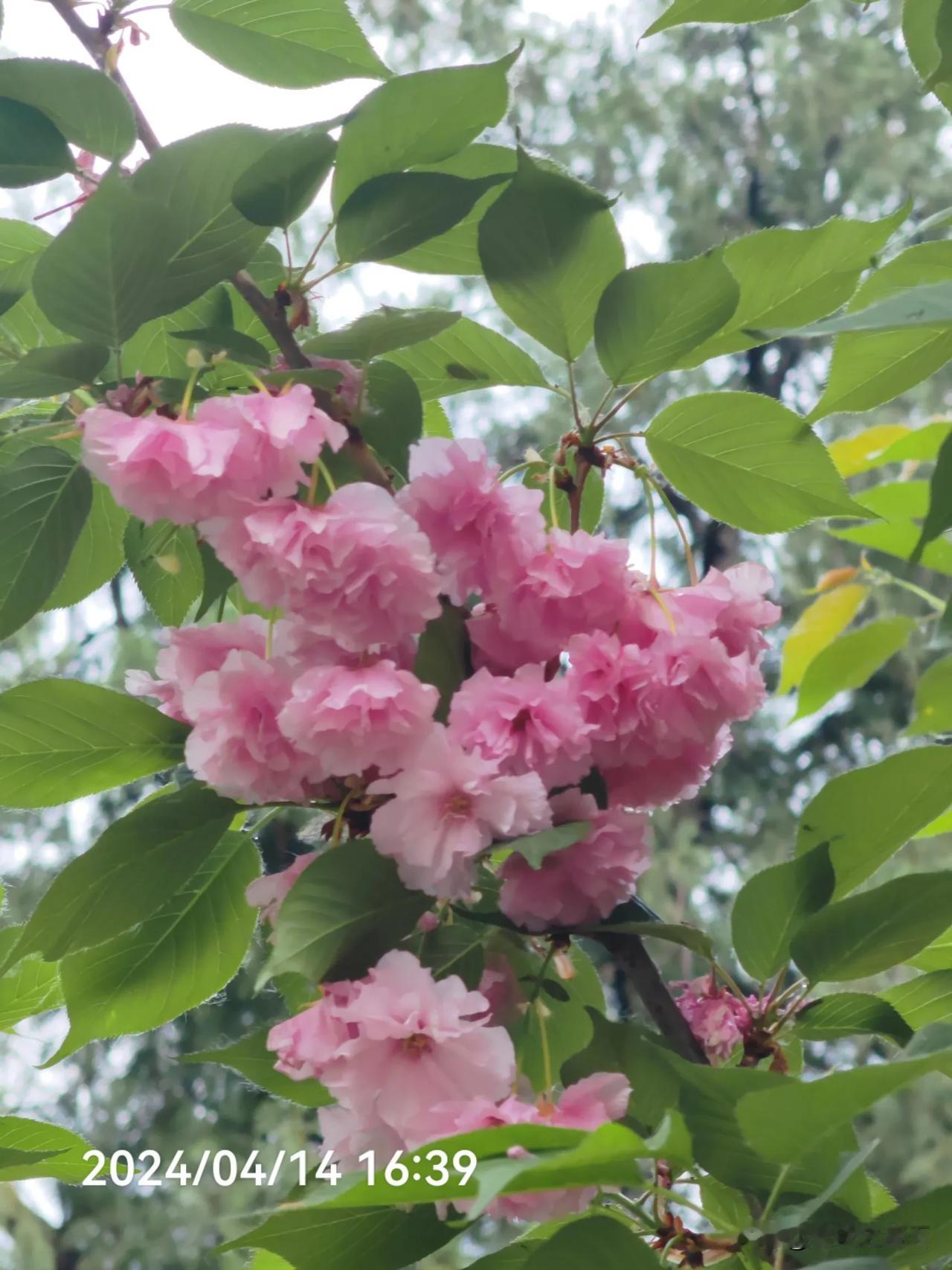 #上联：如歌岁月随风逝，有请下联#
#下联：四季春天花最浓。