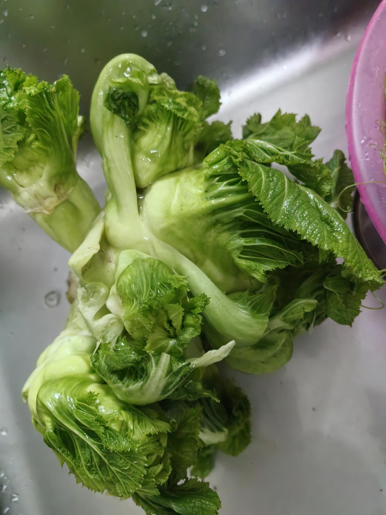 我是北方人
嫁给南方人
但是生活在北方
今年回南方老家过年
走的时候从地里摘的菜