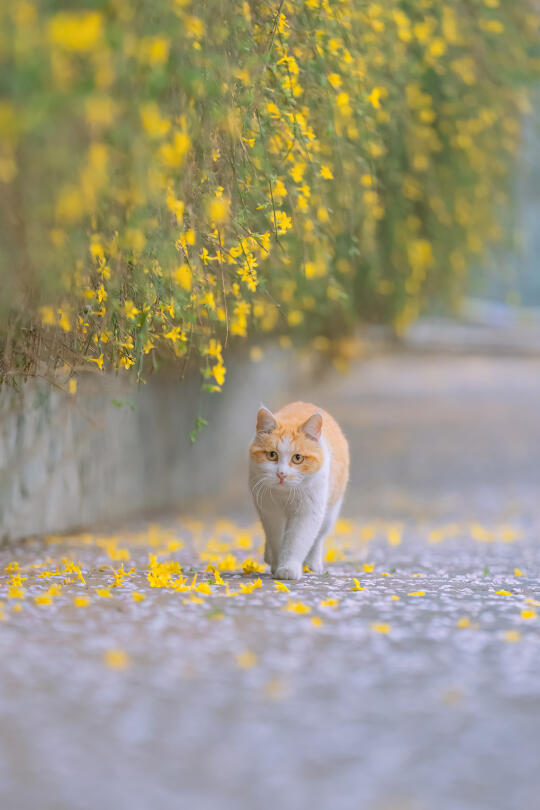 拍猫十多年，春花和猫得意之作