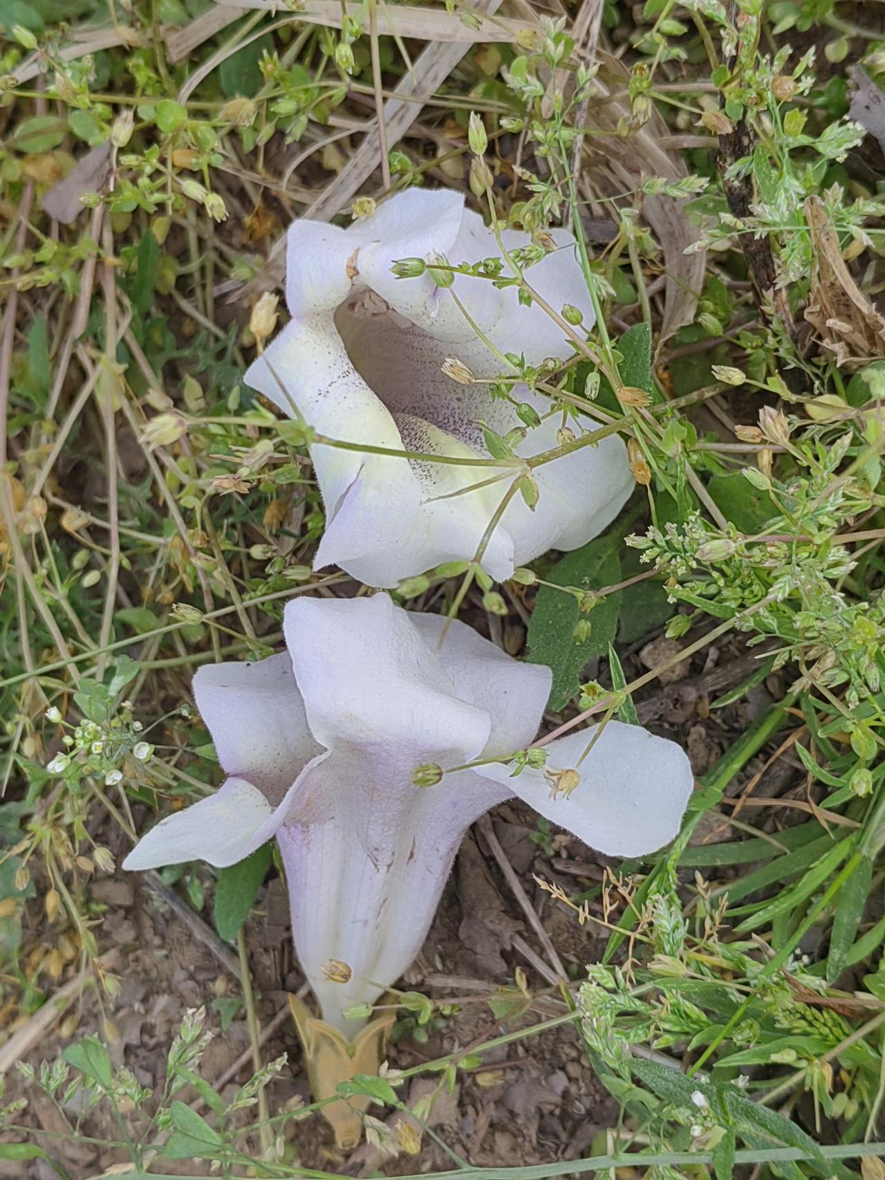 特朗普高喊要退出北约，美国会退出北约吗？大概名义上不退，实际上晾一边备用。
美国