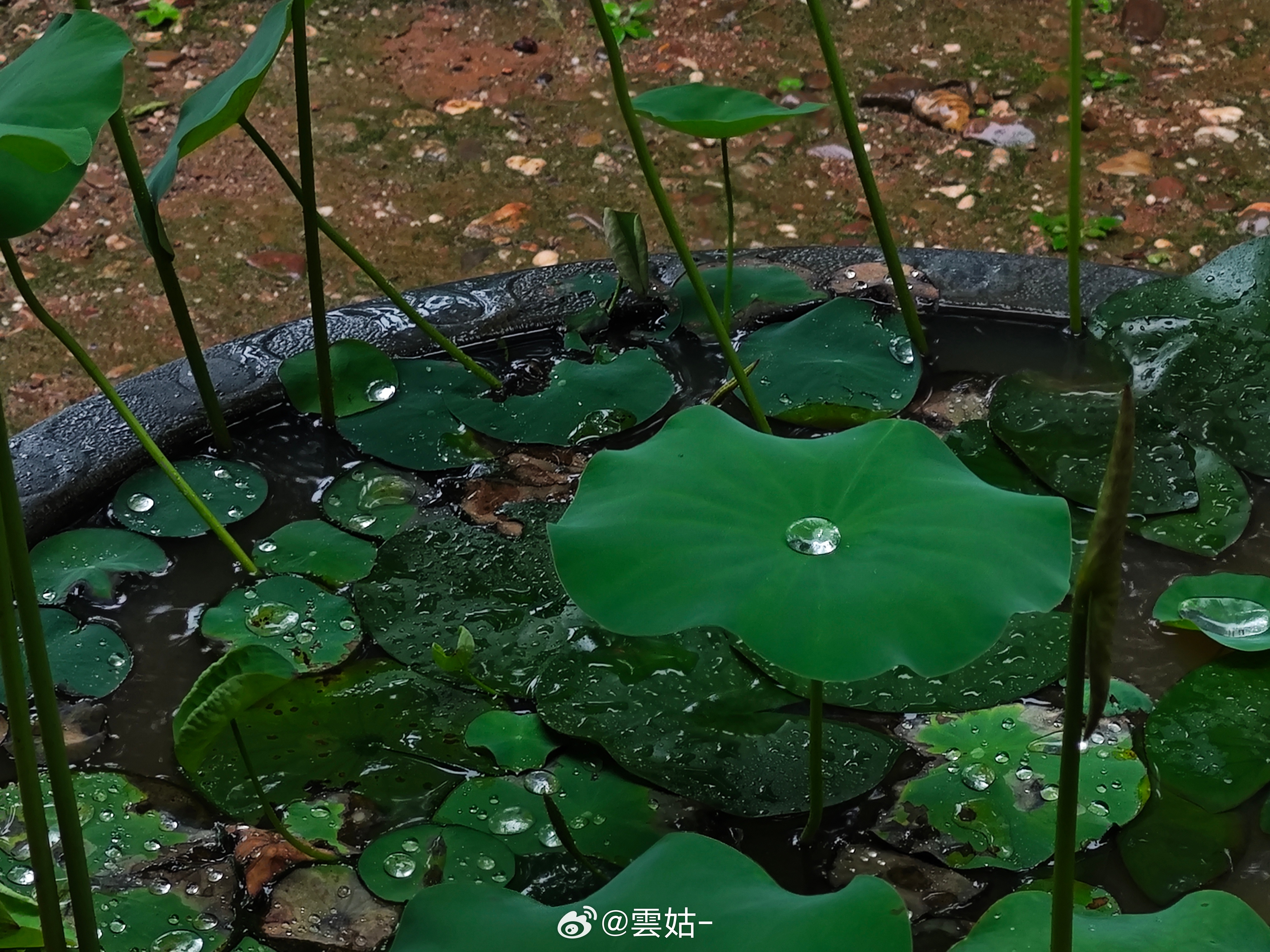 一颗完美的露珠。 