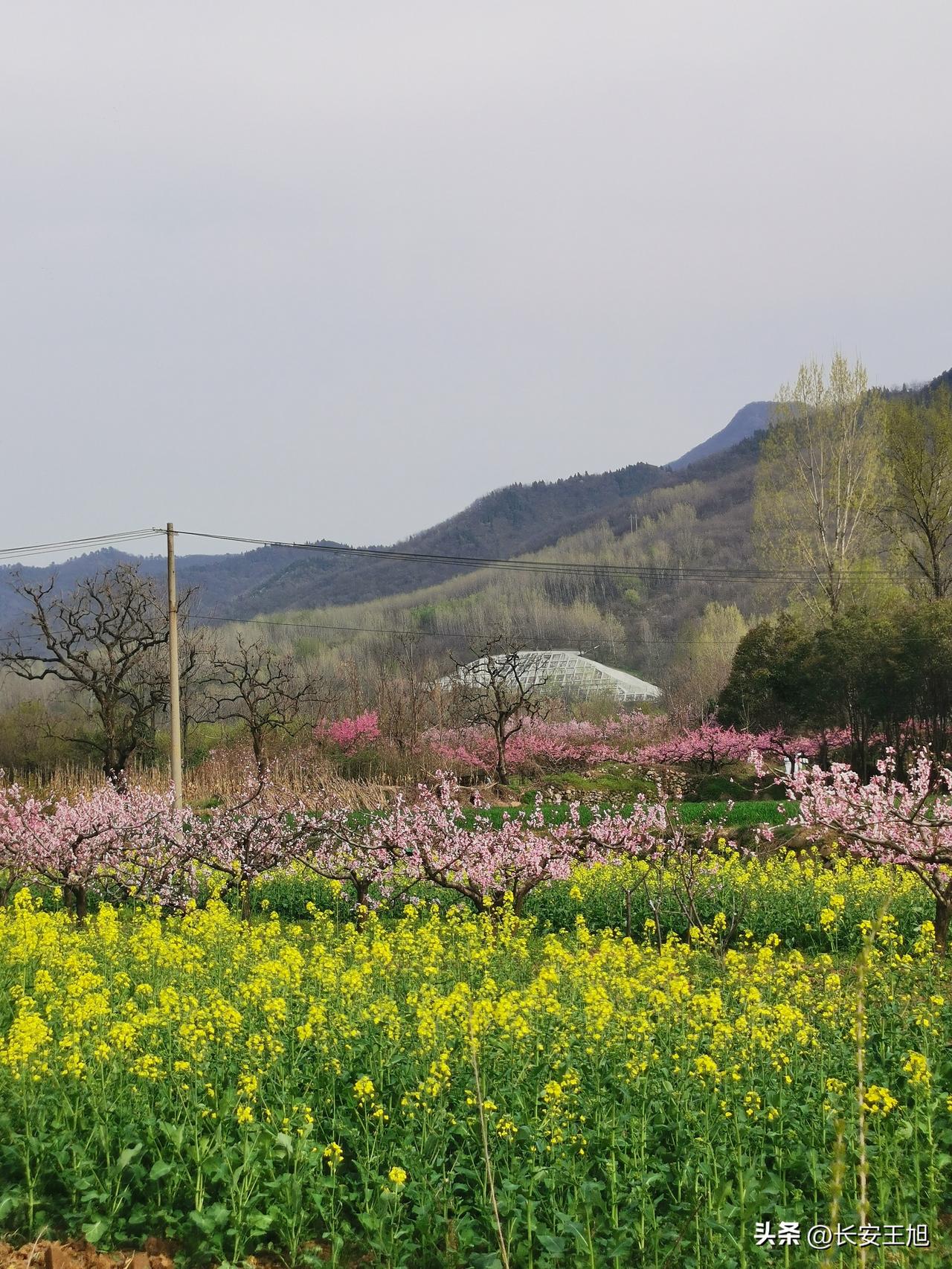 往年，每年春季，长安王莽乡都要隆重举办桃花节，地点就在小峪口清水头村，今年桃花开