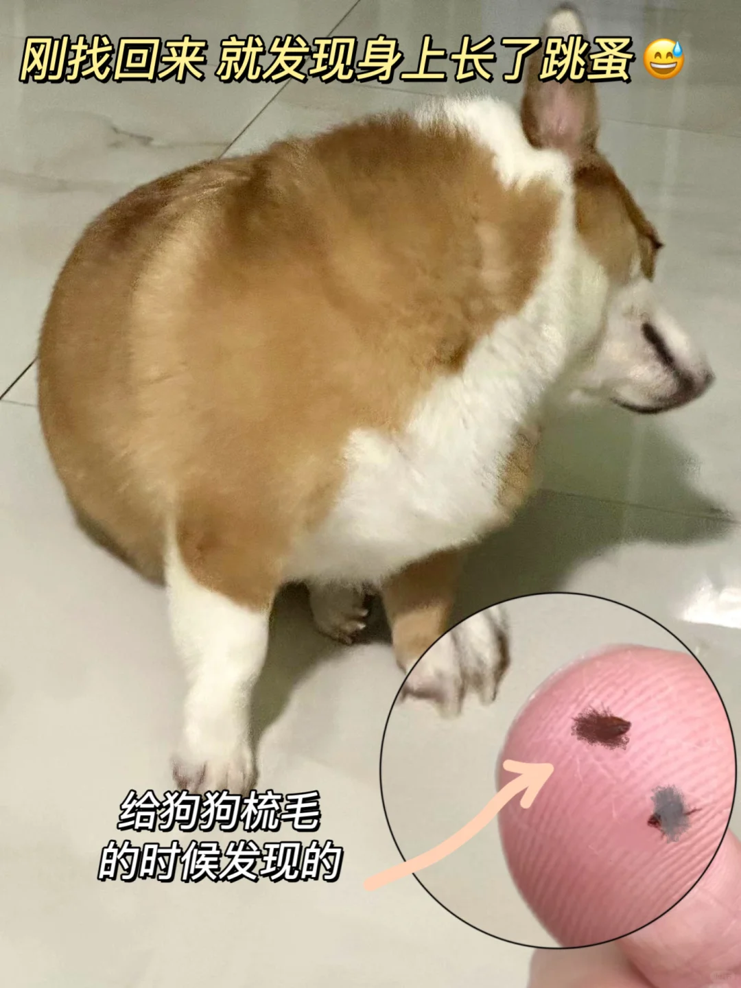 狗跑丢了….没想到带回这么多