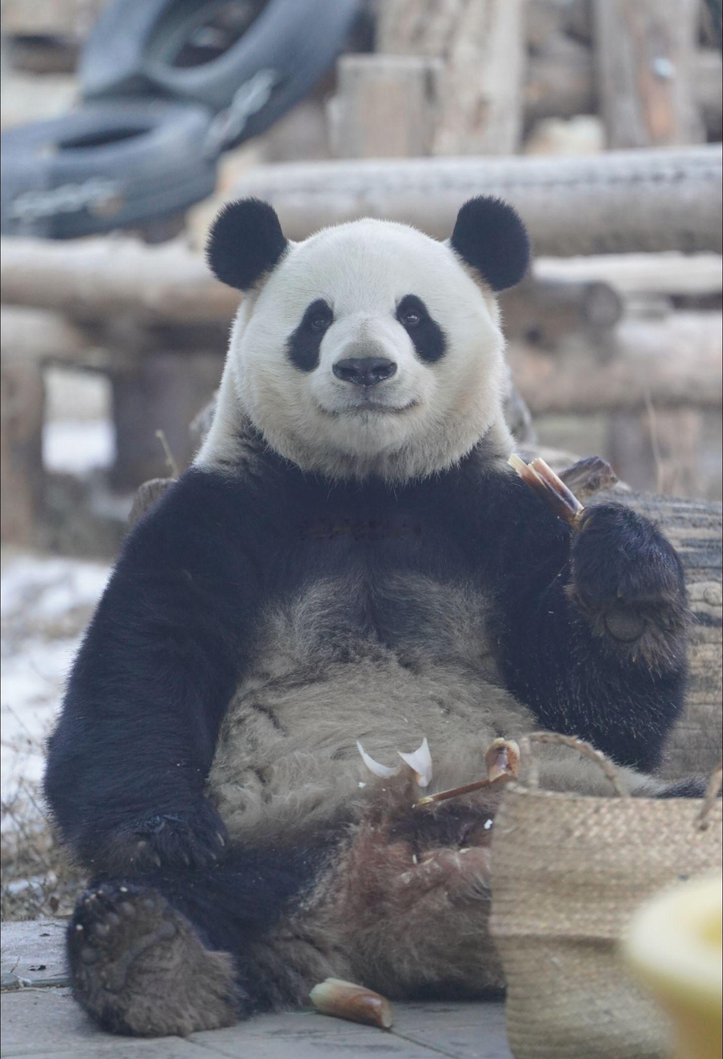 这个世界不能没有我们萌兰。世界破破烂烂，萌兰缝缝补补。 ​​​
