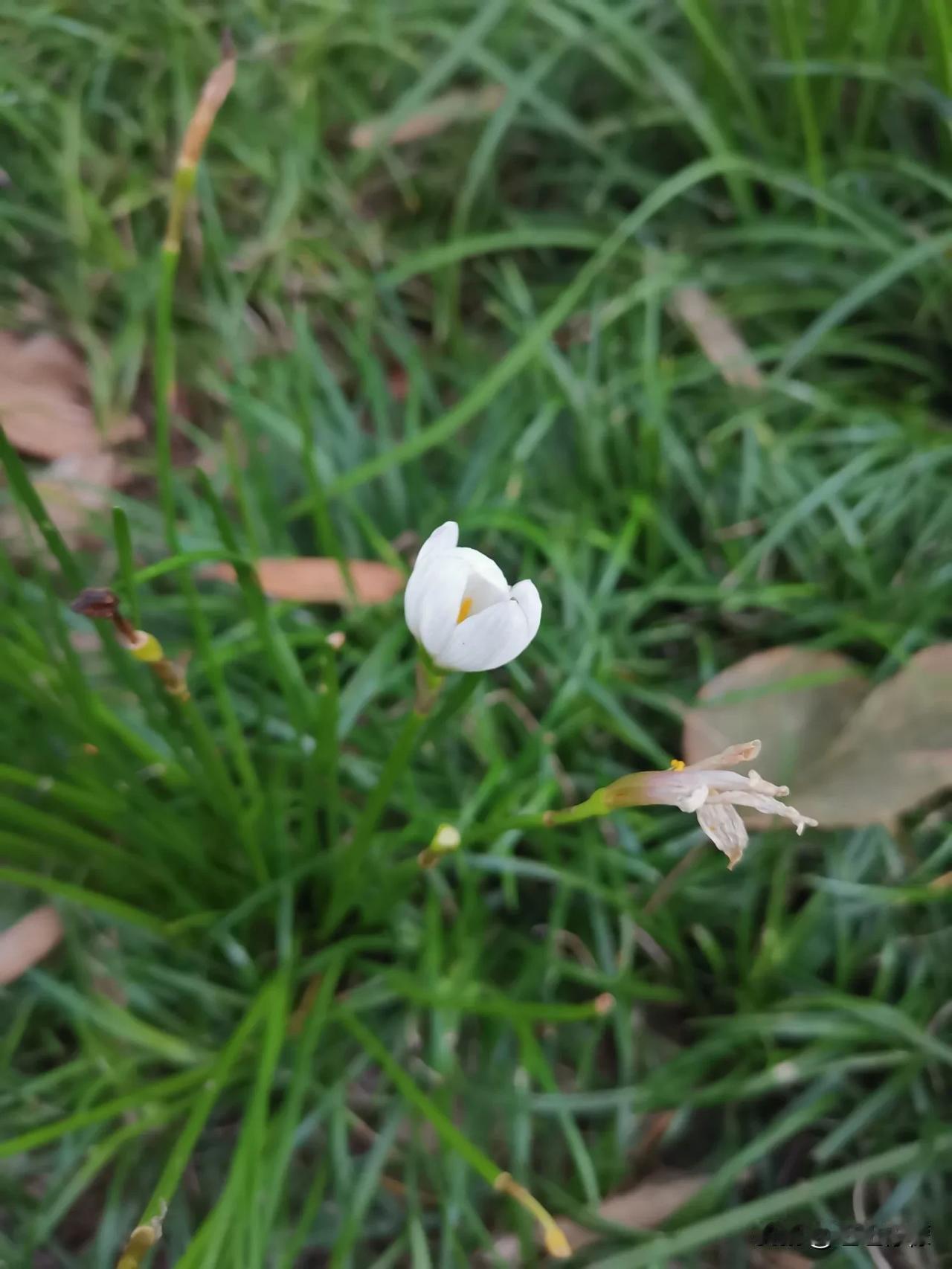 #秋日生活打卡季#
早晨出门听鸟声，看起来今天天气很不错的样子。一想到今天要吃嘟