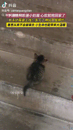 善良的女子！山东烟台，女子下班回家发现一只小野猫在自己楼下冻的瑟瑟发抖，于是女子