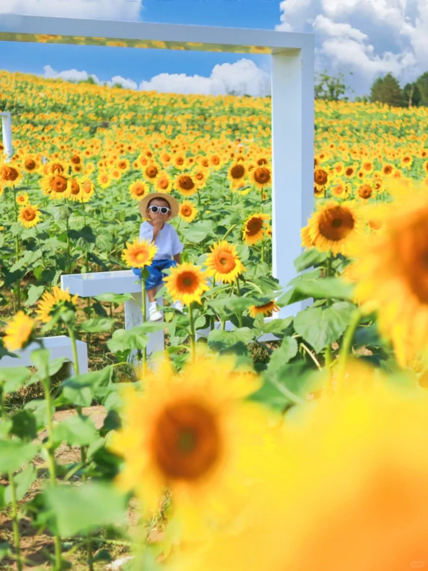 温榆河的向日葵终于来啦！已开60%，附位置