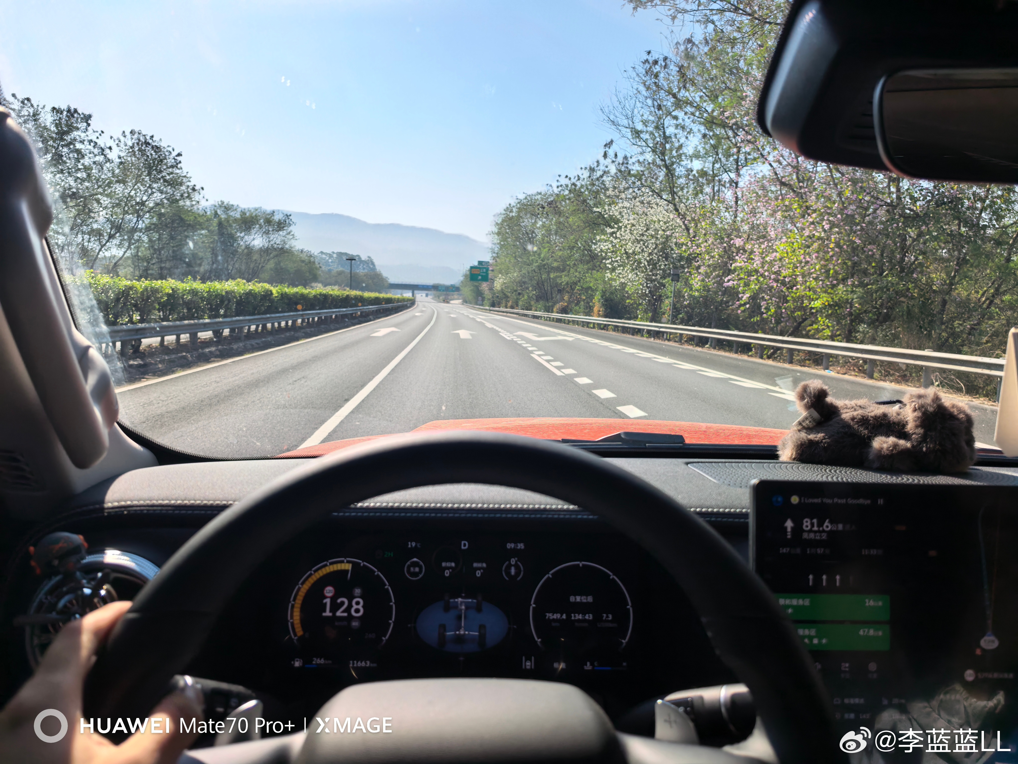 广州的高速路边，已经开满了紫荆花。