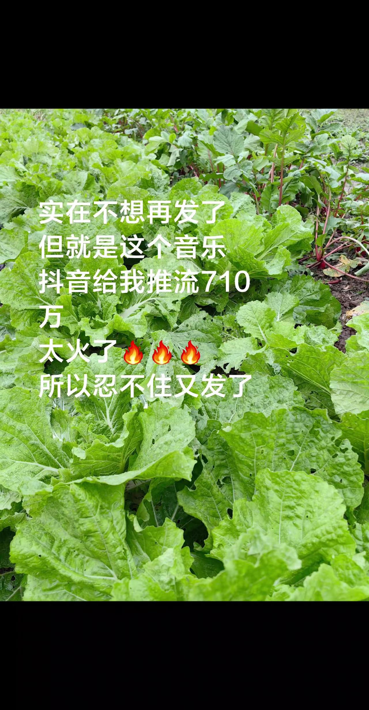 自家吃的无公害蔬菜。种菜 蔬菜种植