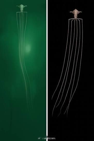 一只大鳍鱿鱼，在水下 10,000 多米处被发现。 ​​​