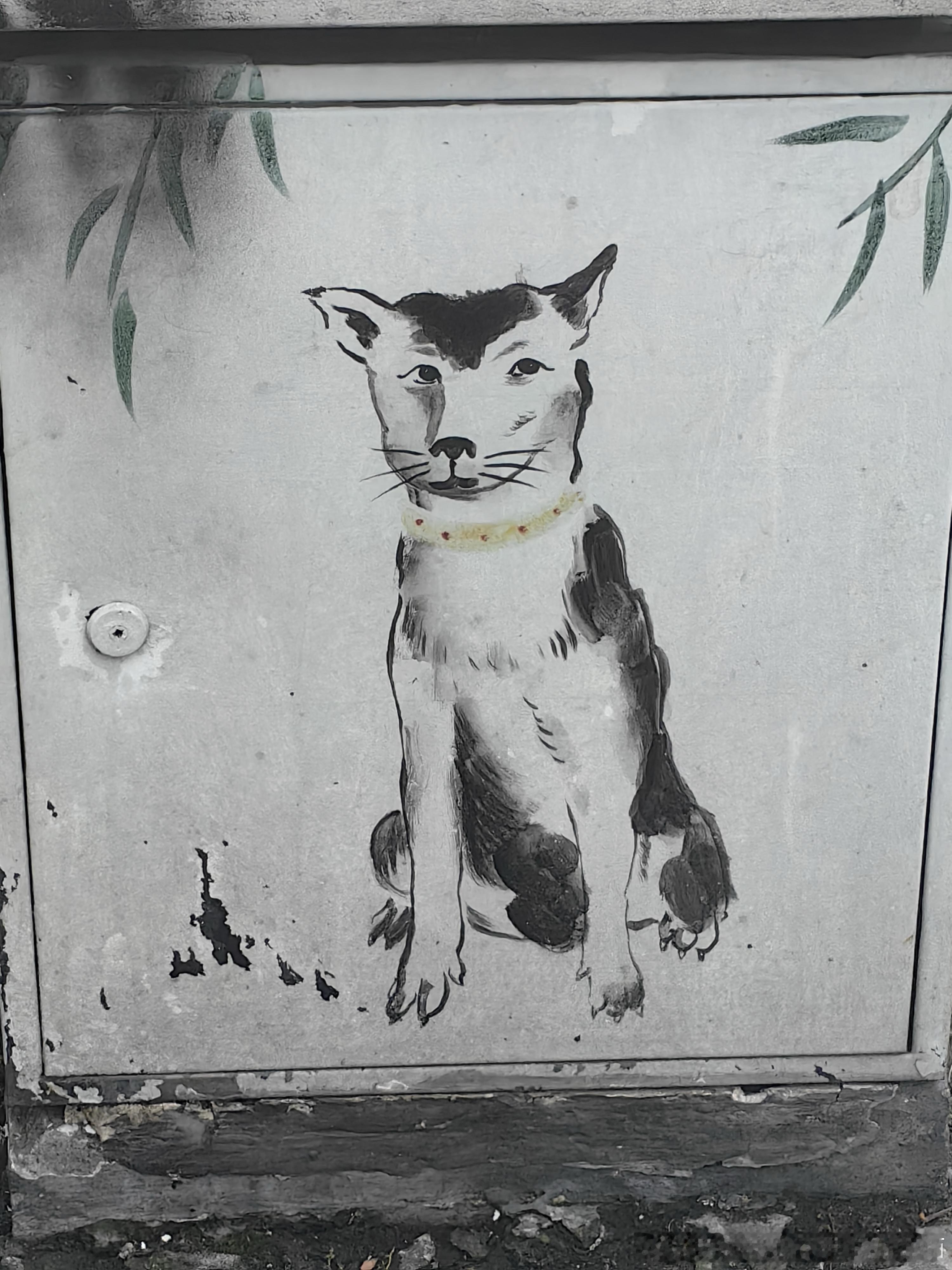 49274【丑猫】艺术家（）学校快递站路上的丑猫 每次看到我都想笑 