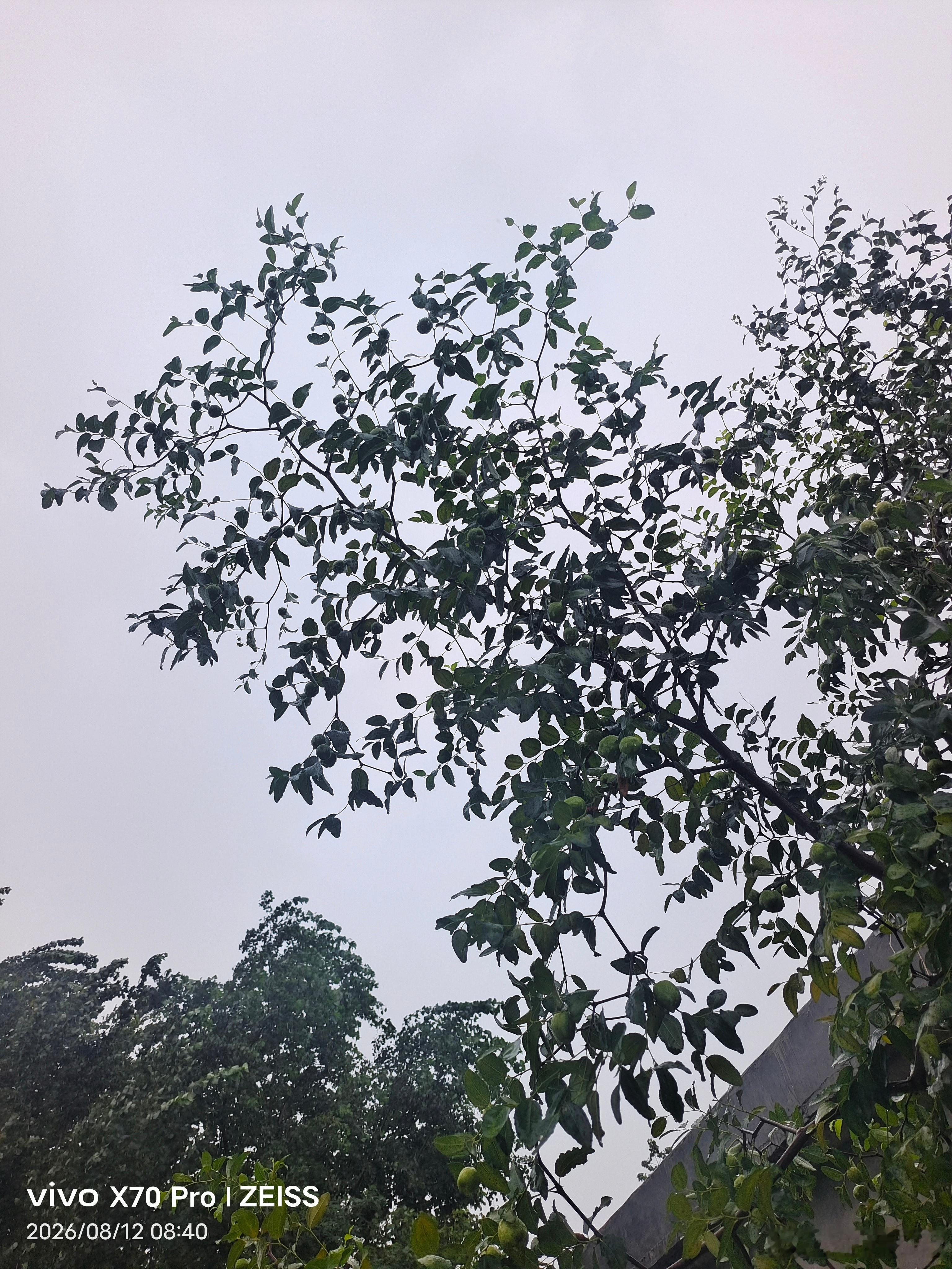 vivo 这雨下得温温柔柔的，树叶草叶上攒满了圆滚滚的小水珠，风一吹就慢悠悠往下