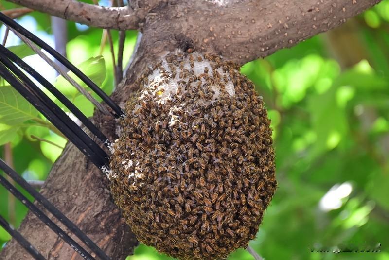 随手拍真的能带来超多惊喜！之前看到一组81张照片，有蜜蜂在废旧家电中筑巢的奇妙景