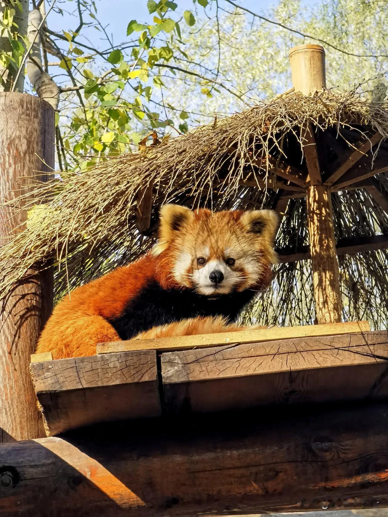 据说北京野生动物园里的小熊猫成了一些人的打卡热点，我在小熊猫园区看到游人的确比其