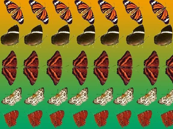 “新奇图片”三维隐藏图，眯眯眼，由眼前近距离往远处推慢慢的，慢慢的…模糊，接着变