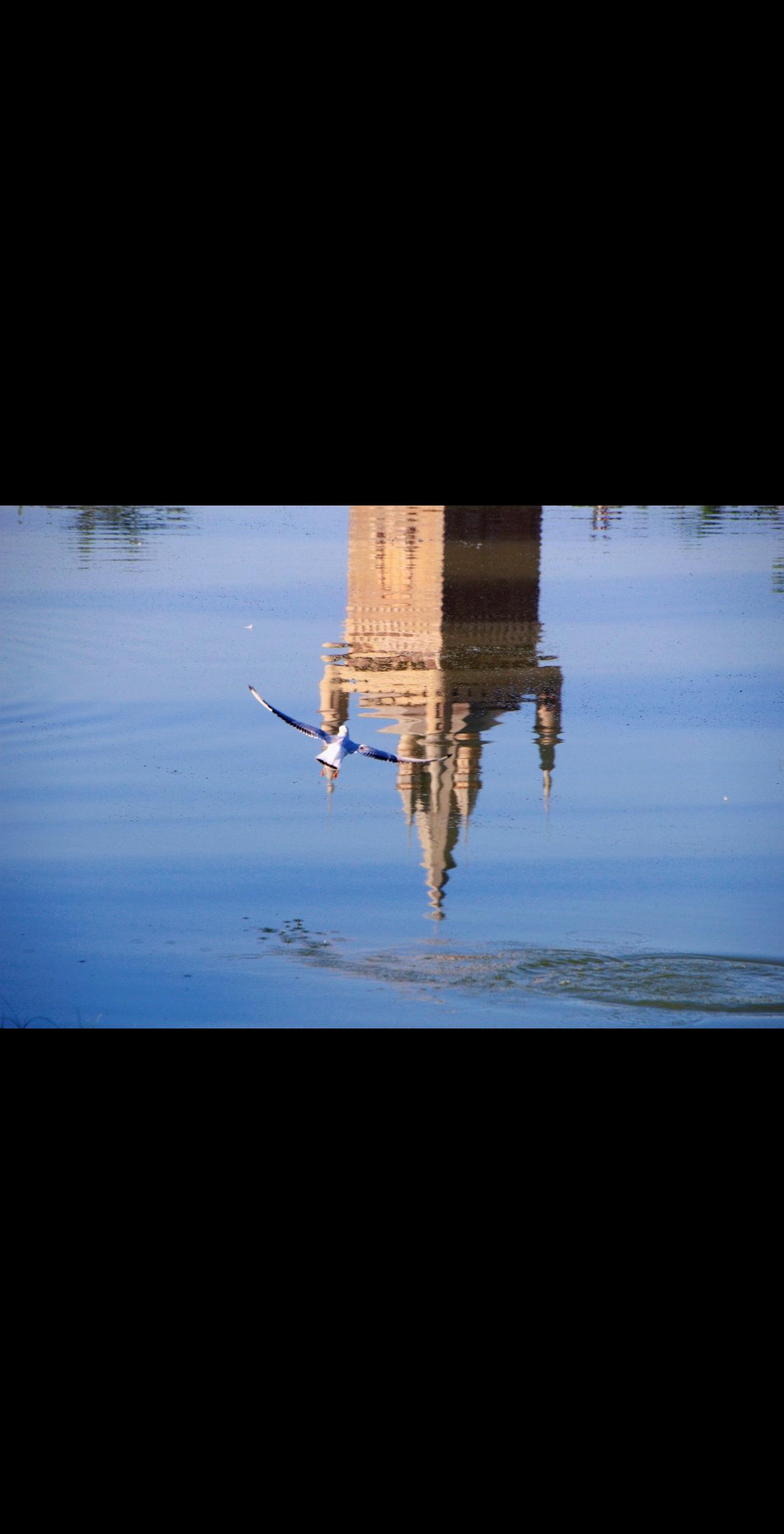 “拍鸟”可以是“photograph birds”或者“take picture