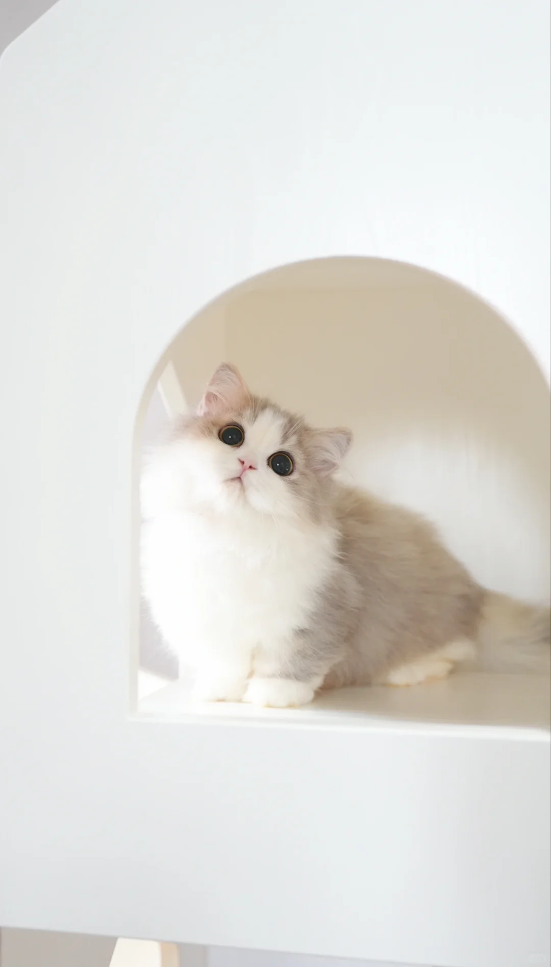 稀有色 蓝金加白米努特矮脚猫