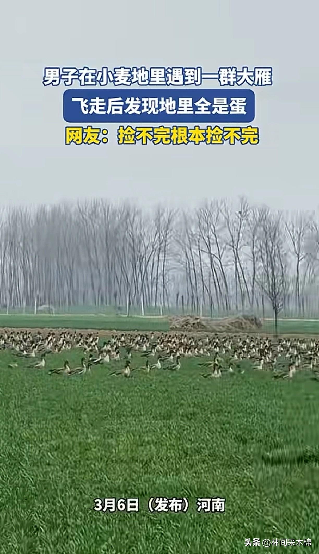 雁群离开后，男子靠近竟收获意外之喜！刚过完年，春天马上就要来了，河南一名男子在家
