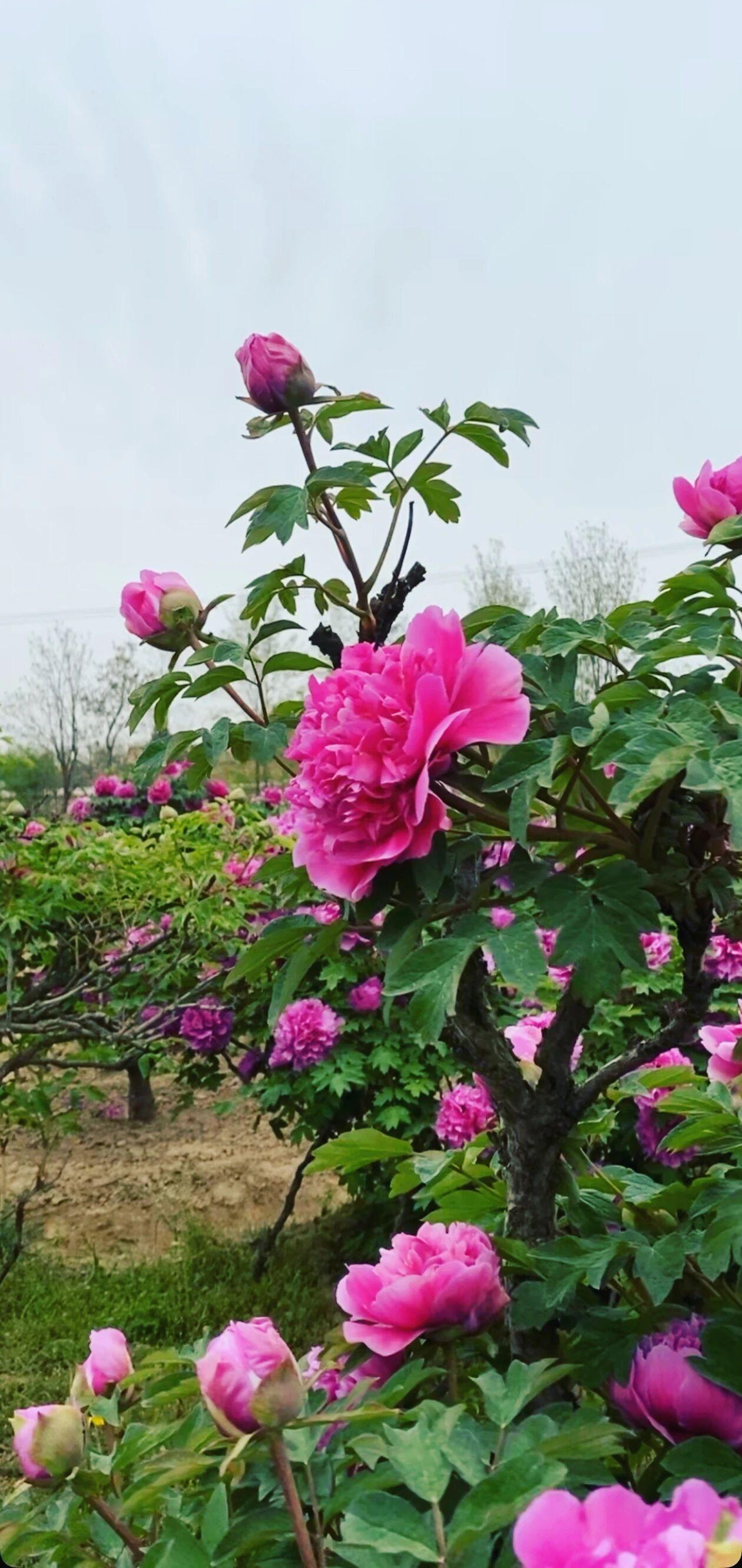春日花园盛开，粉嫩桃花争艳！🌸🌸🌸