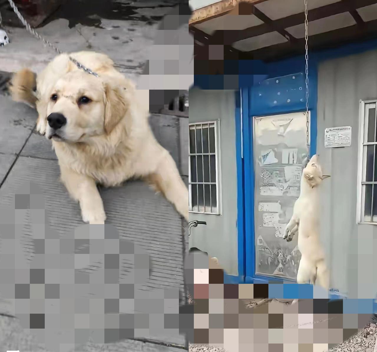 工地看门狗两年忠诚换不来善待？老板的选择早露了人品！
 
        天天蹲