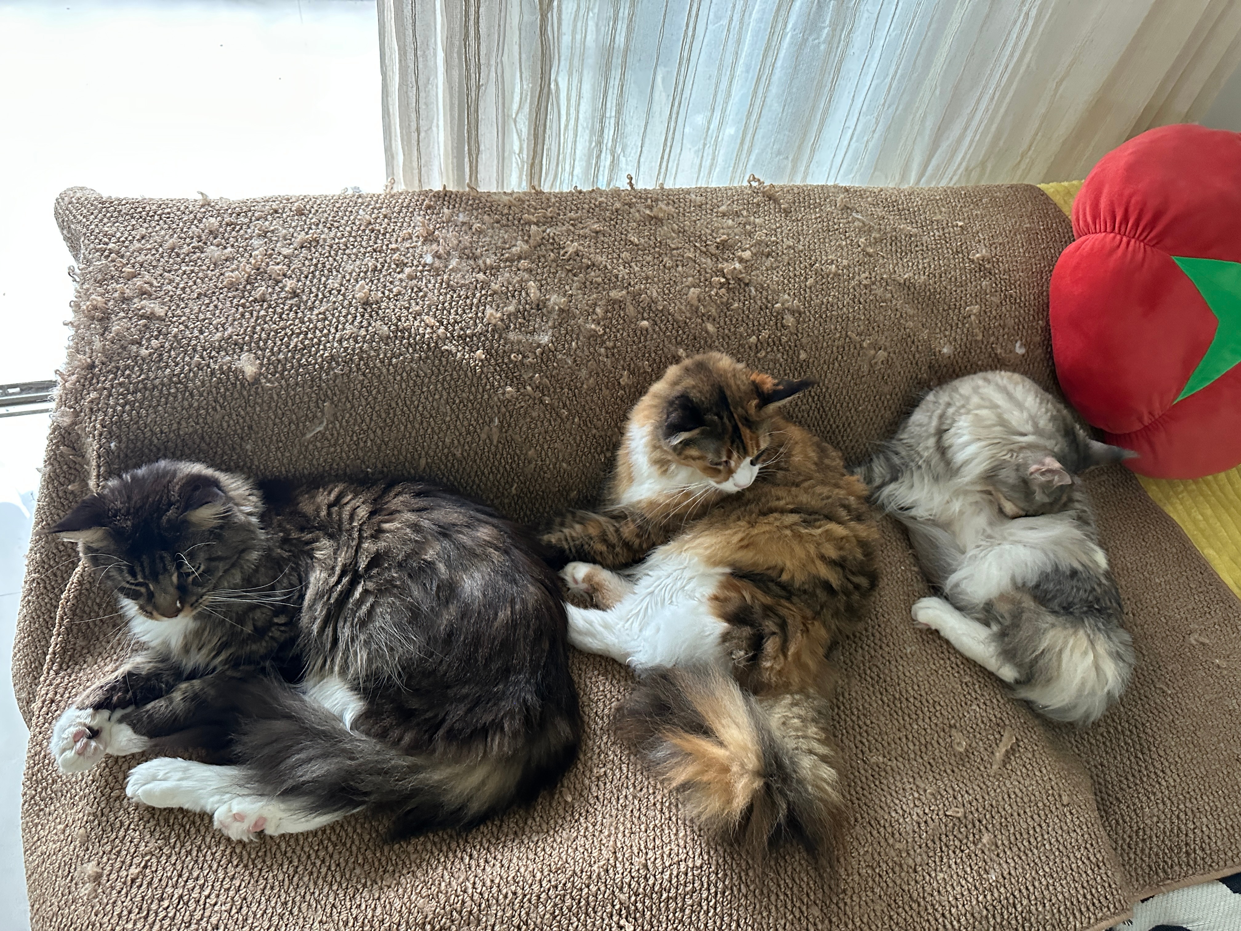 花了我2w的独喵战绩开刀四次，住院一个半月真的是让我又爱又恨 