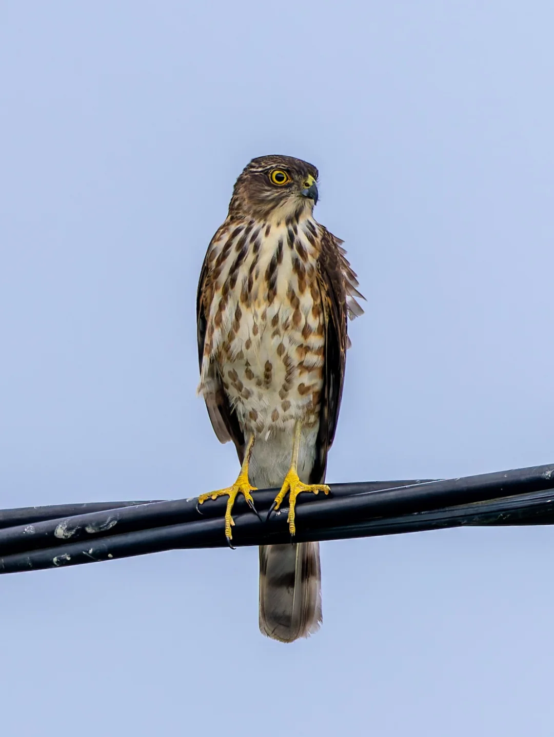 迁徙中的松雀鹰落下来歇一脚