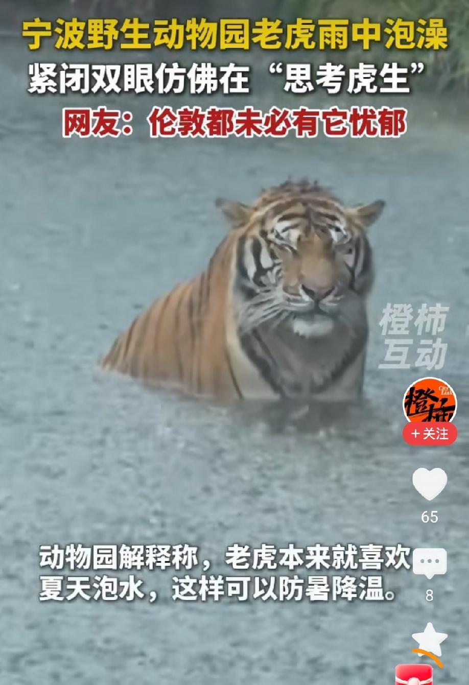  "我本森林之王，来这婆娑世界有何意义？"宁波老虎雨中沉思，评论区笑不活了

宁