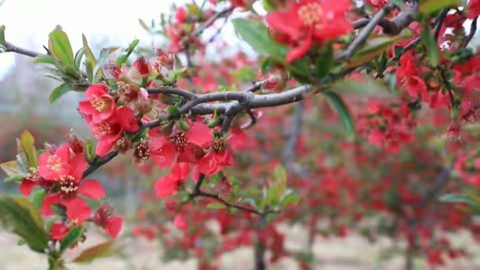 虾青素和磷虾油有什么区别?虾青素是一种单一的红色类胡萝卜素，是天然的强抗氧化剂；