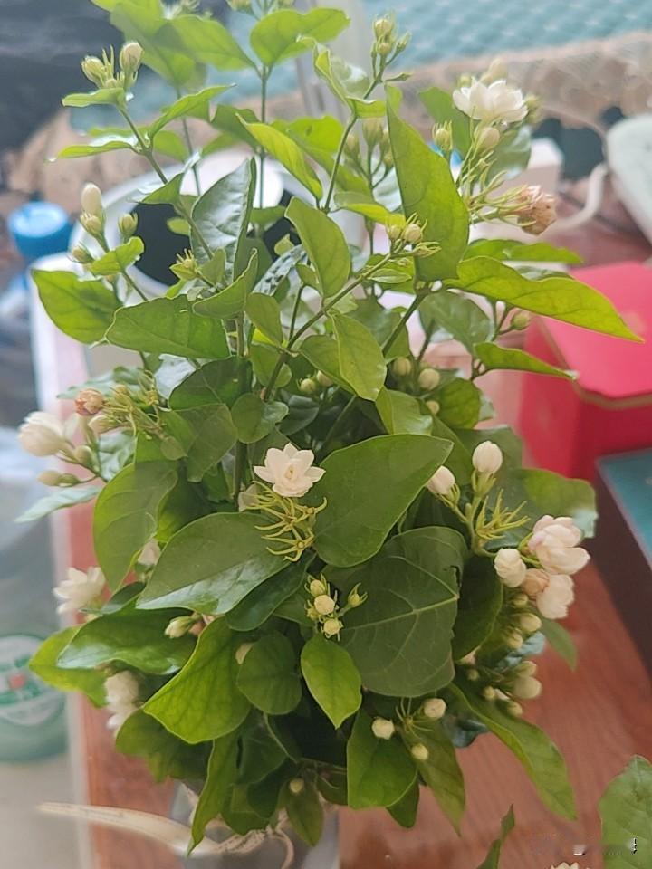 茉莉花剪下来的花枝，收集起来做个插花，开的也这么茂盛，花香四溢，香气扑鼻。
