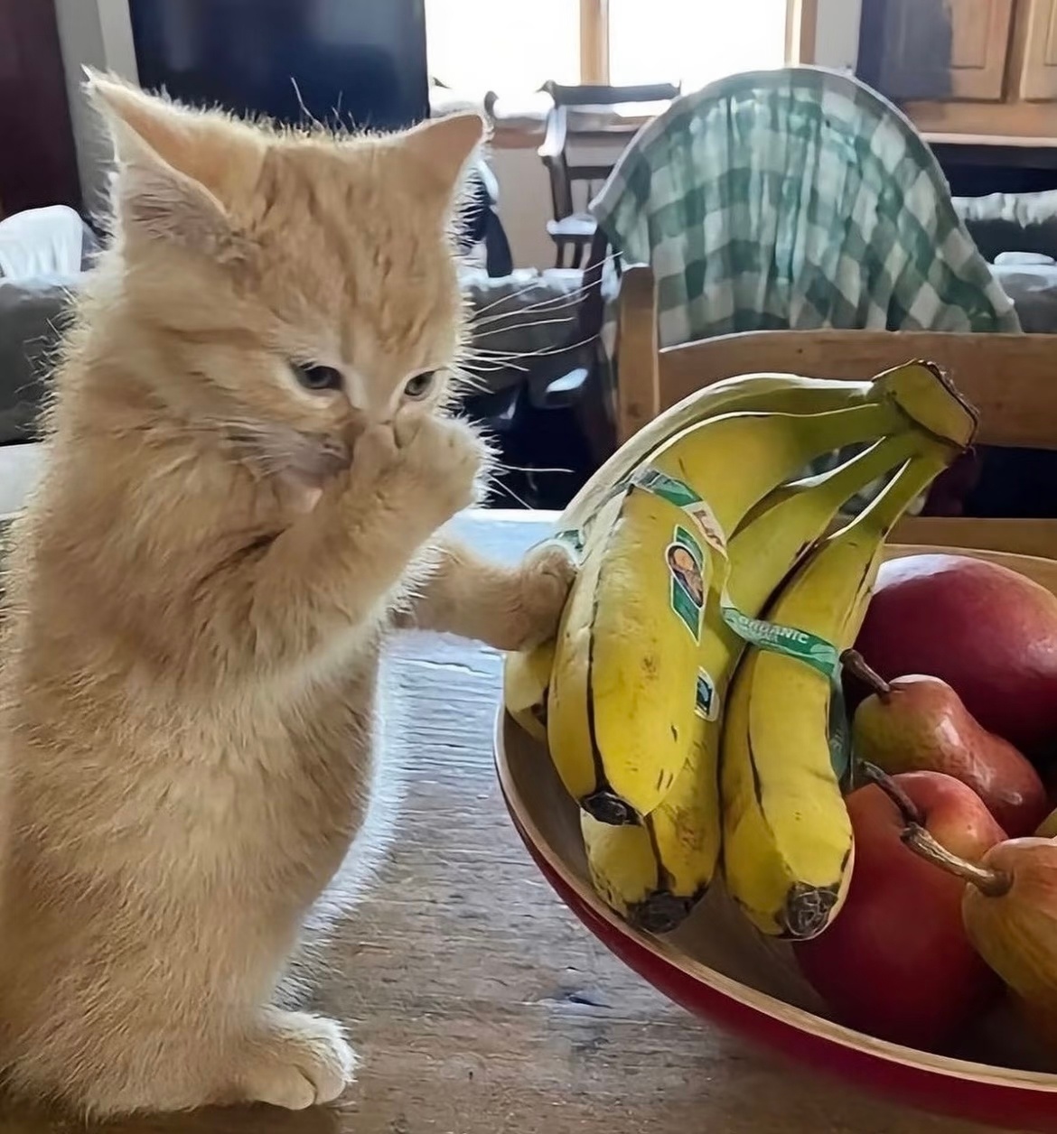 一些无意义的小猫小狗图片 