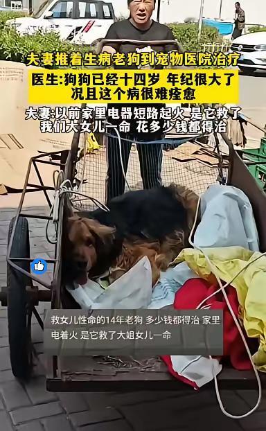 夫妻推着14岁的老狗去宠物医院，
医生说狗年纪大了、
病难痊愈，可夫妻俩一句话戳