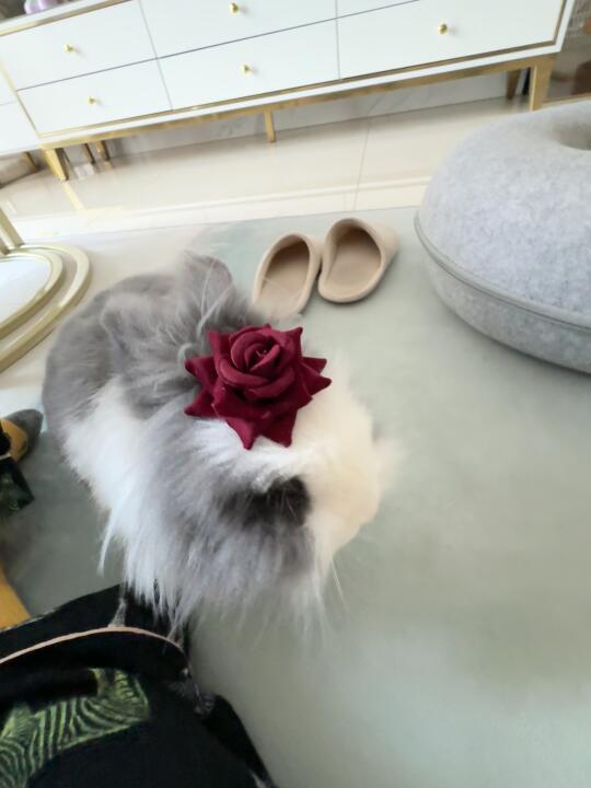 饮料我喝，花你戴🌹