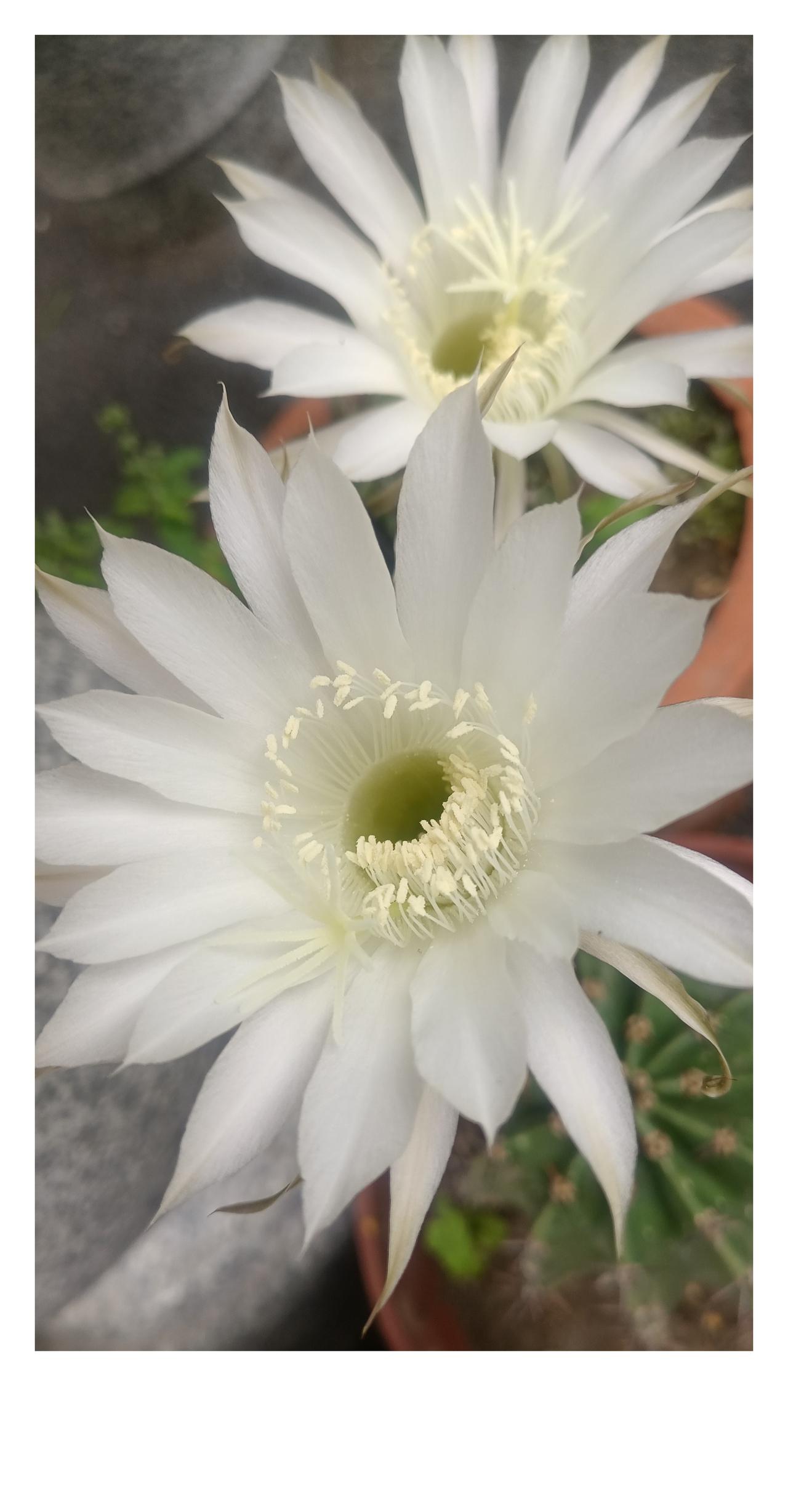 【夏之韵·昙花一现，刹那芳华】相册里的花花草草

雨过天晴，温润时光。
昙花一现