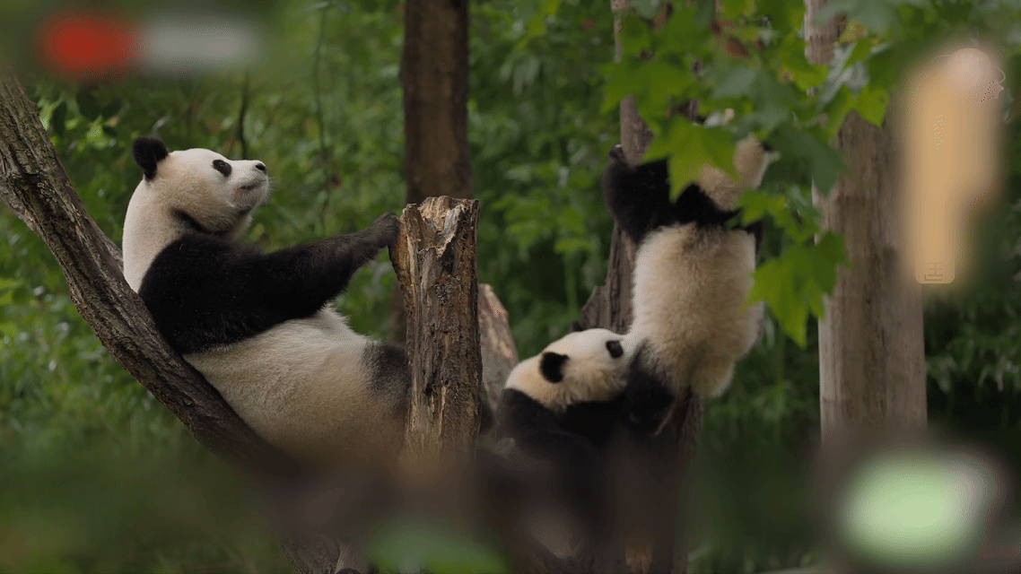 灿阳一家从神树坪搬家到雅安 小霸王灿阳一家搬到雅安啦~在新家当然要蹦蹦跳跳，巡视