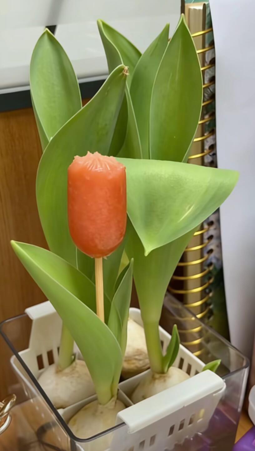 郁金香花开了我的幽默灵感片场 ​​​