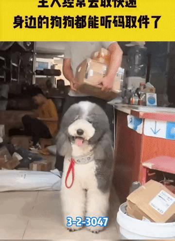 送毛孩子去学校吧，说不定能学得懂哦。