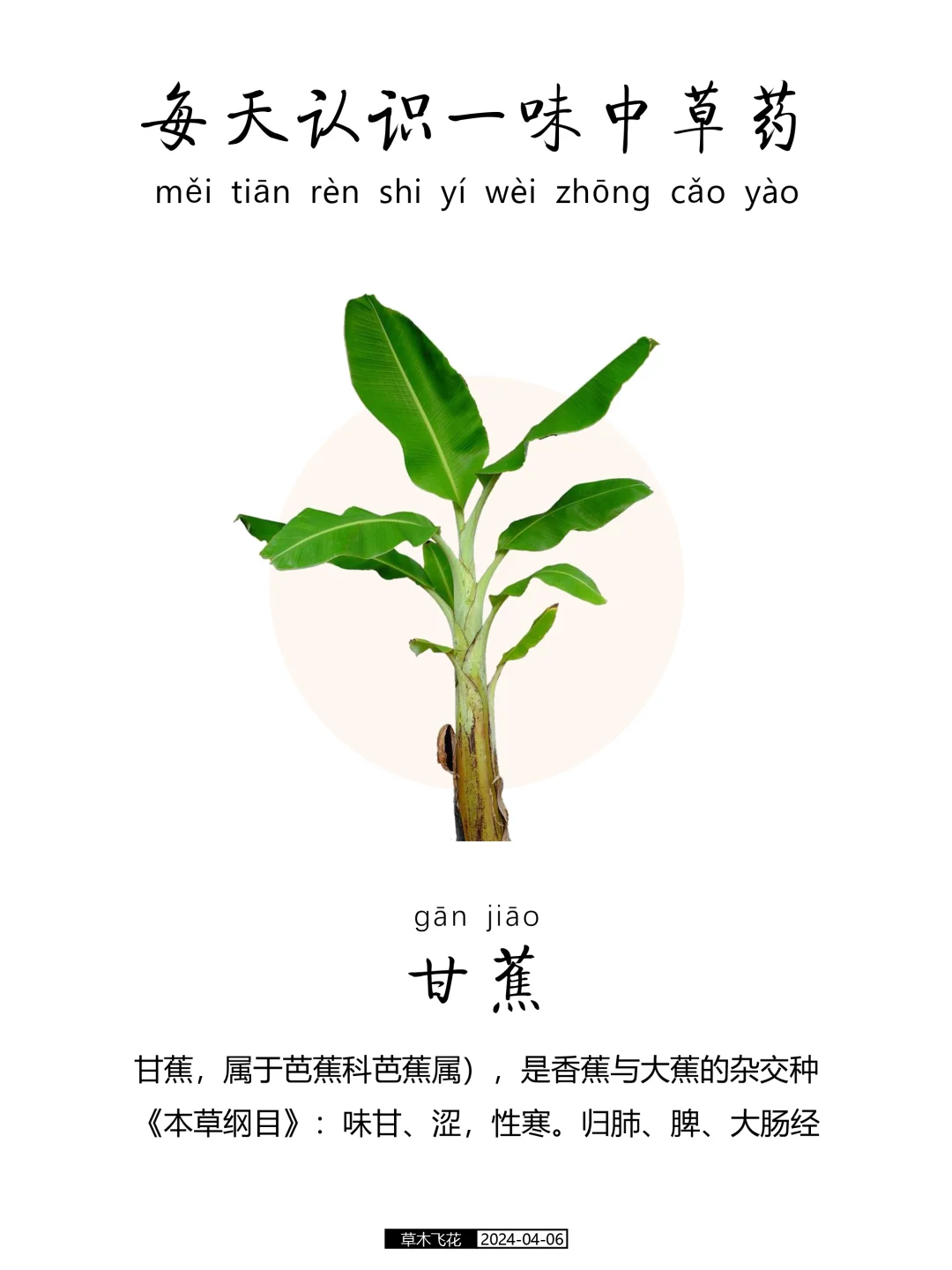 每天认识一味中草药-甘蕉🍀