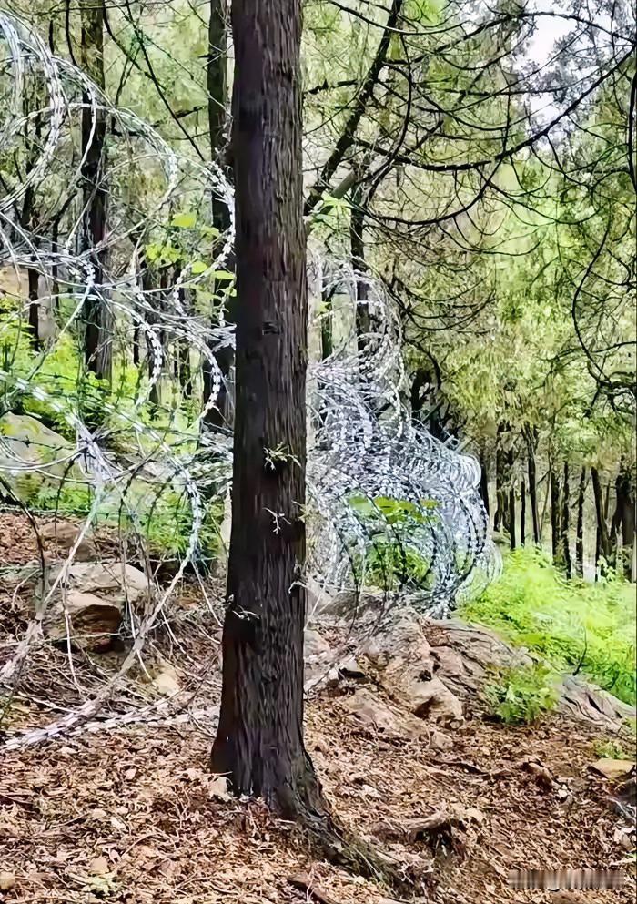 网友吐槽：山东泰山，极不体面！

泰山管委会回应并致谦：修建刀片隔离铁丝网，主要