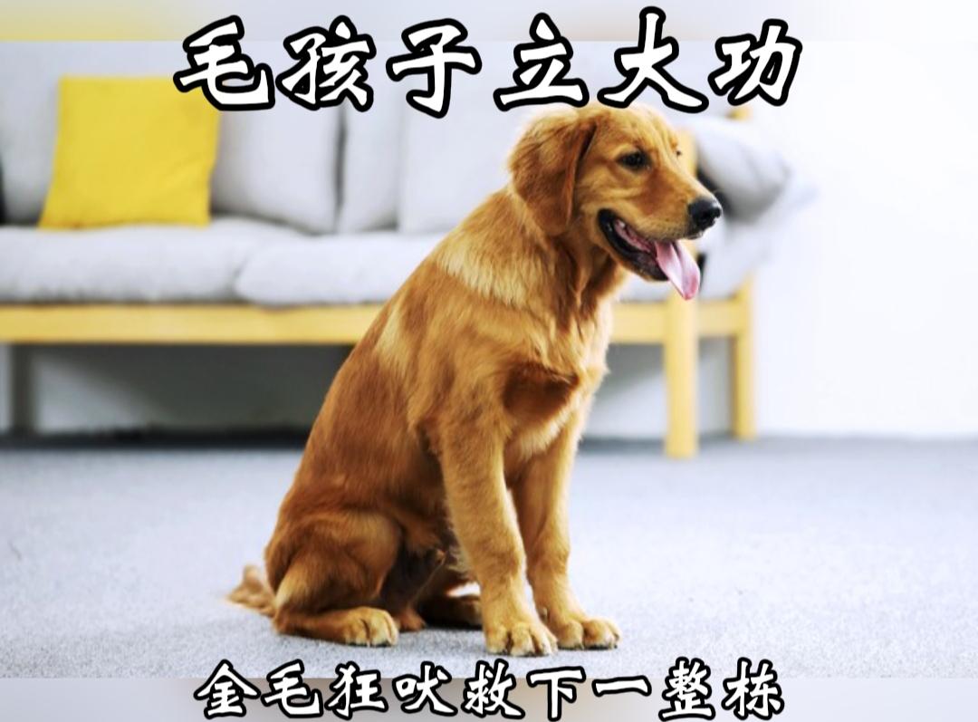 毛孩子立大功！家里起火主人不在，金毛扒窗狂吠，救下整栋楼住户！
 
8月2日，四