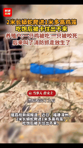 “太可怕了！”福建，一女子在山上搞养殖，早上来喂鸡时，一到地方就发现地上躺着一只