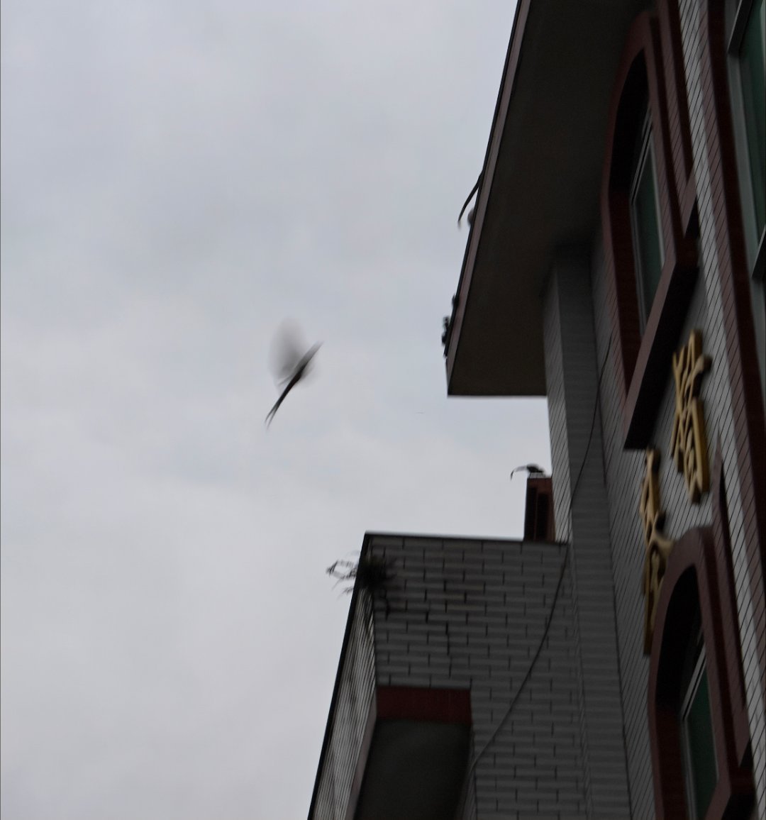 出门见喜！大早上看见喜鹊在叫每天早起打卡