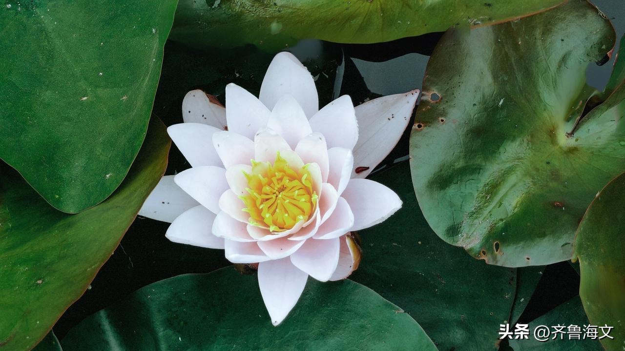 分享一张随手拍的花。漂亮的莲花