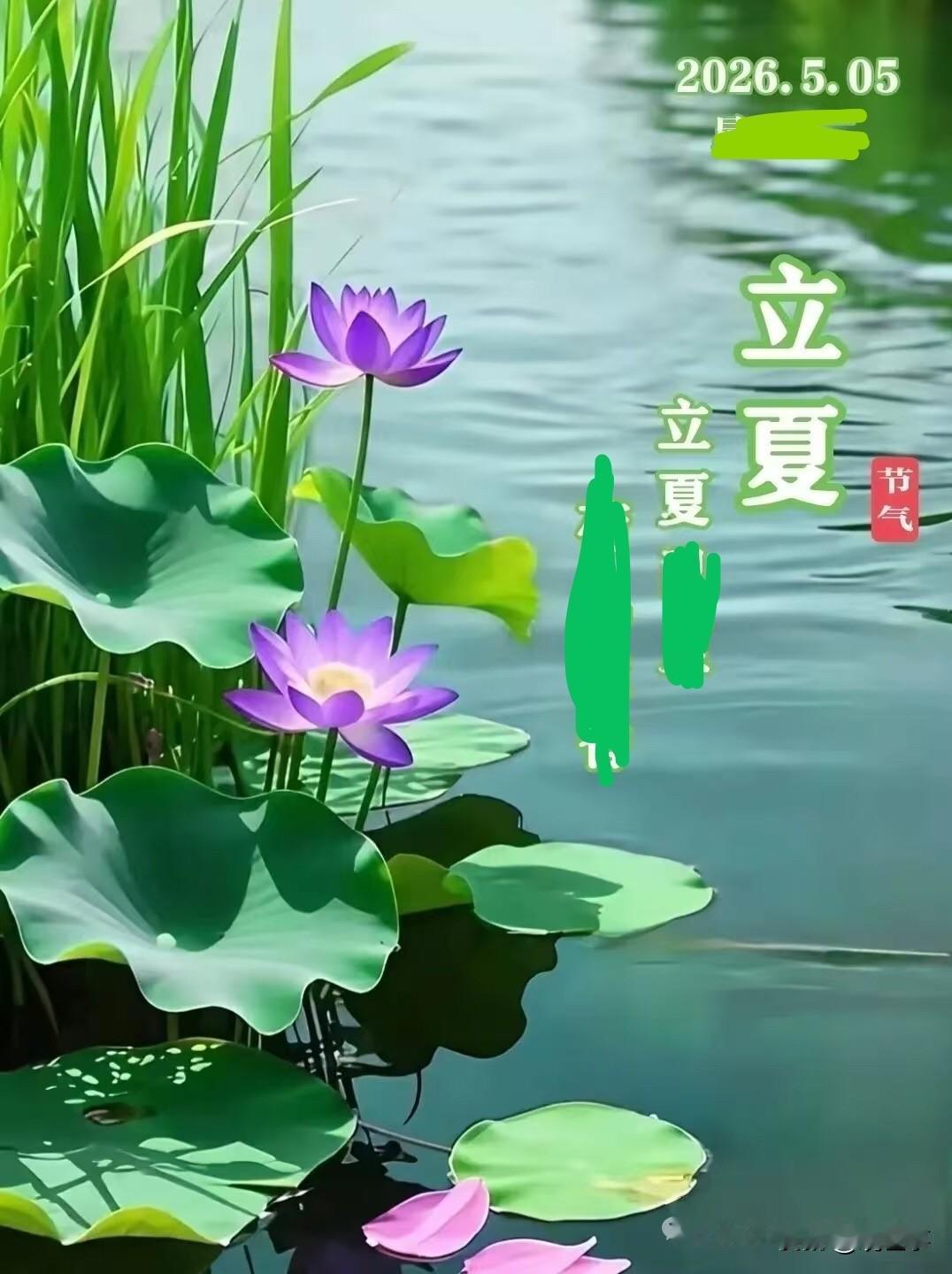 夏雨阵阵，荷花飘香