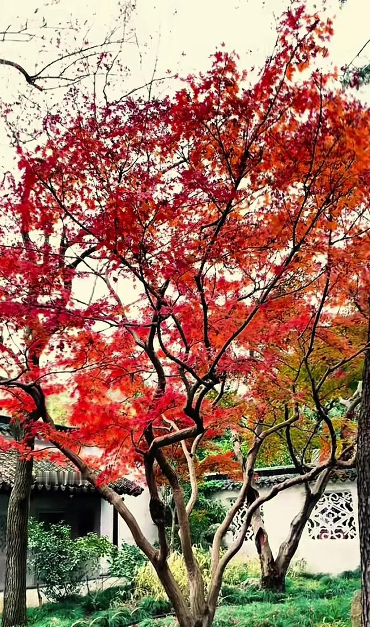 秋意渐浓，红叶如火，静谧庭院，诗意盎然。🍂🍁🍂如此醉人的秋色 物景秋色 秋