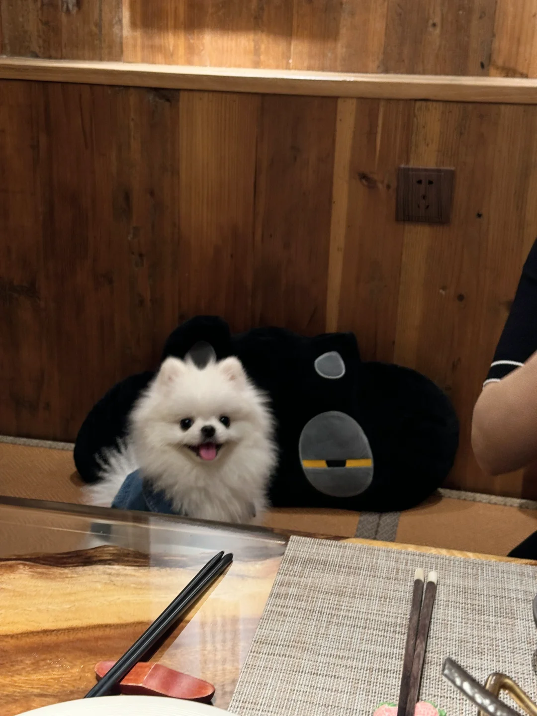 博美真的是甜狗🦁