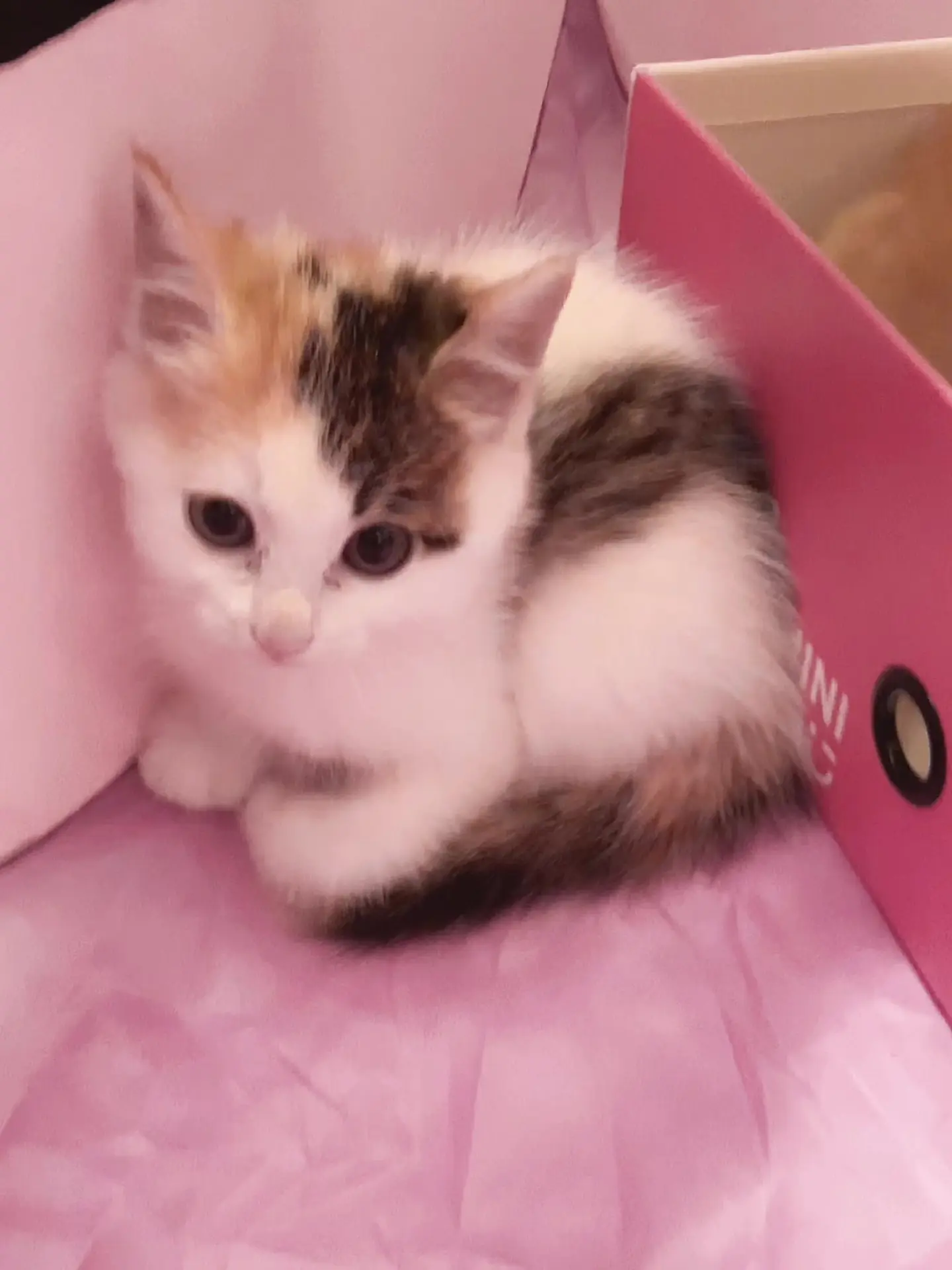 选猫还是选人呢？