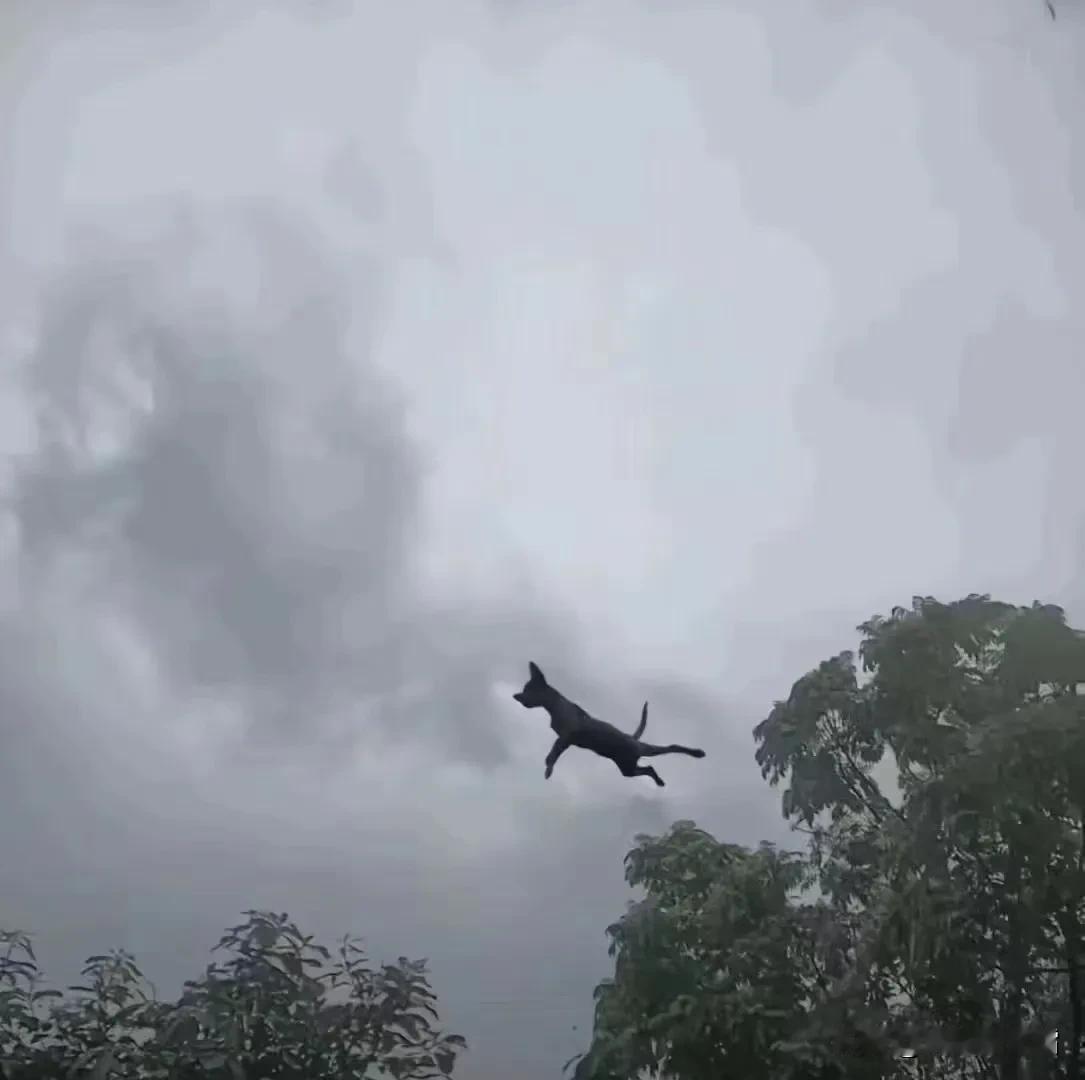 台风下的哮天犬#万能生活指南#