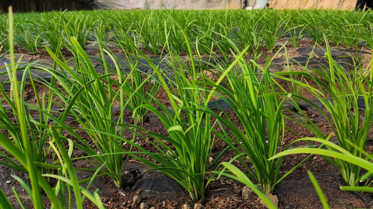 分享我这周有趣的事：割韭菜[捂脸][捂脸][捂脸][捂脸]