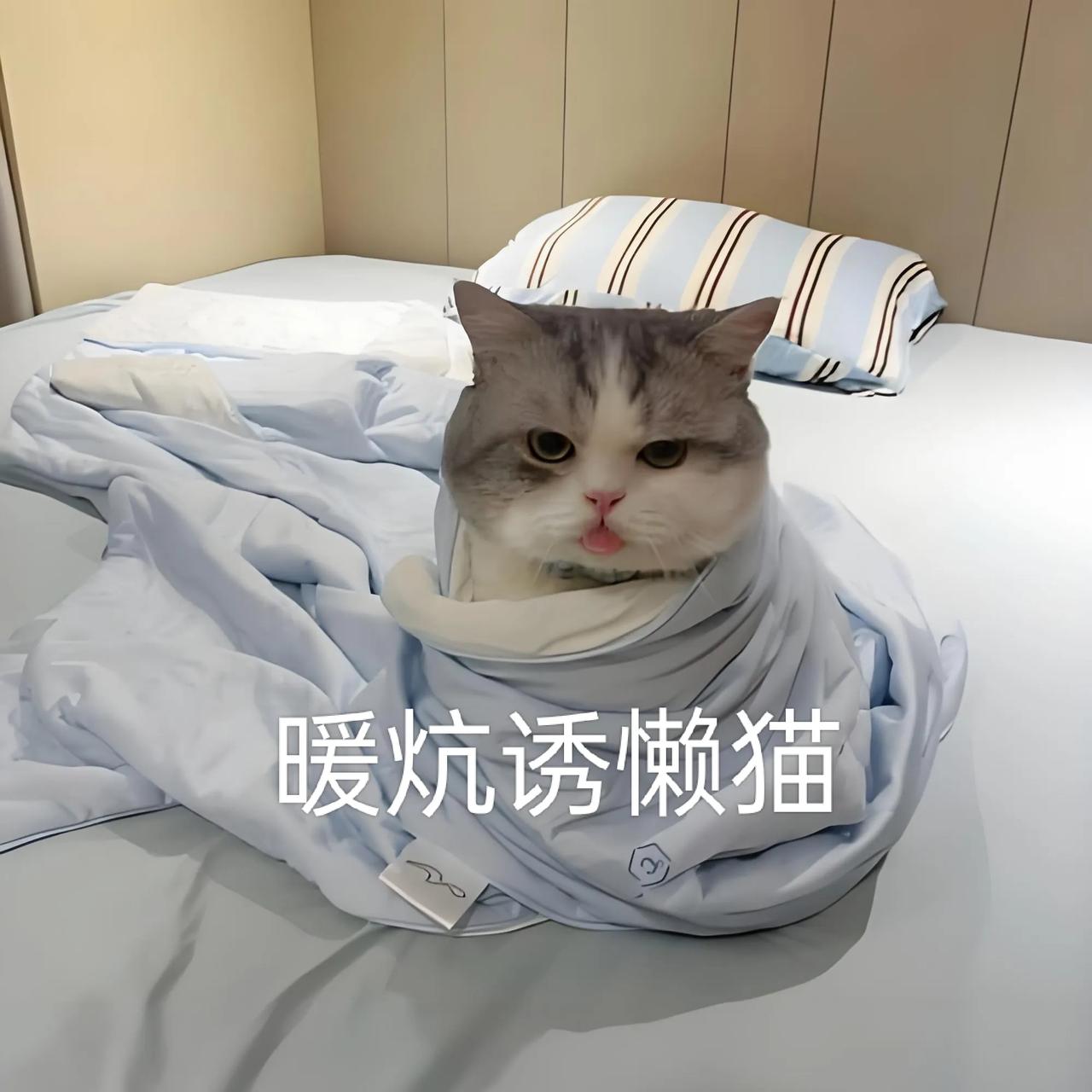 下联：暖炕诱懒猫。