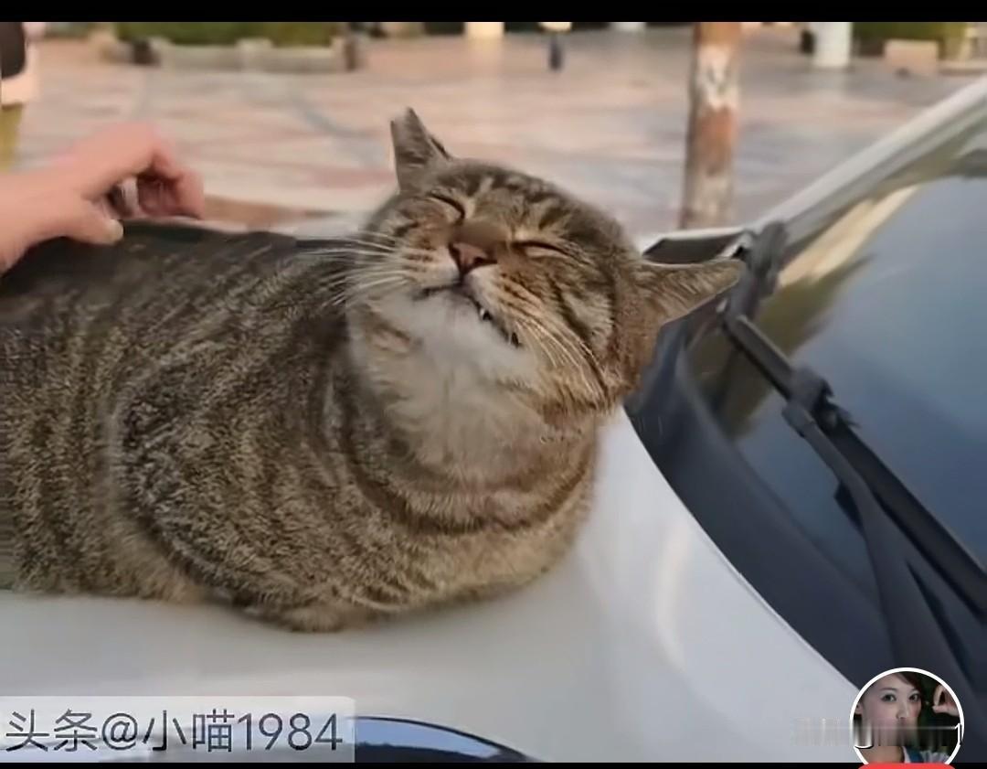 这小姐姐肯定很漂亮，也是很有爱心的美女，狸花猫在小姐姐车盖子上睡觉，小姐姐要开车